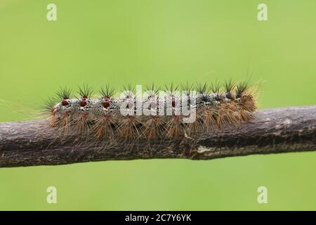 Un Gypsy Moth Caterpillar, Lymantria disputare, a piedi lungo un torcello. Foto Stock