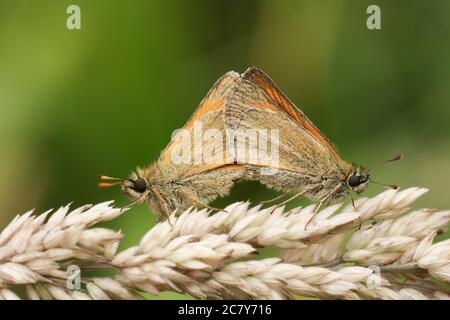 Un accoppiamento di stupefacente piccola farfalla di skipper, Thymelicus sylvestris, che perching su una testa di seme di erba in un prato. Foto Stock