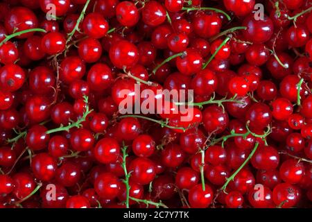 sfondo riempito con molti bacche di ribes rosso fresco, nessuno fotografia alimentare Foto Stock