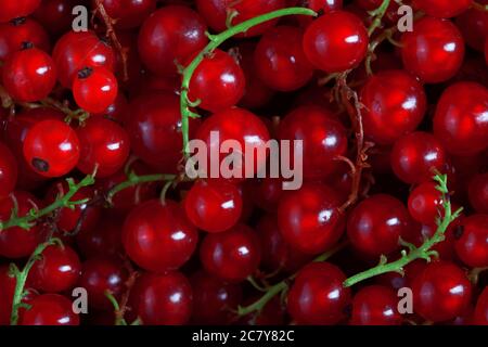 sfondo riempito con molti bacche di ribes rosso fresco, nessuno fotografia alimentare Foto Stock