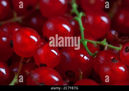 macro fotografia di bacche di ribes rosso fresco, sfondo riempito con molte bacche, fotografia alimentare Foto Stock