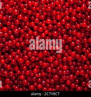sfondo riempito con molti bacche di ribes rosso fresco, nessuno fotografia alimentare Foto Stock