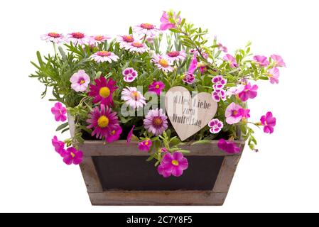 Pentola di pianta con i fiori bei e la festa della mamma che scritta Foto Stock
