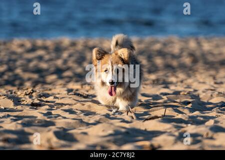 Al tramonto, il gallese Corgi lanuginoso corre intorno alla spiaggia e gioca nella sabbia Foto Stock