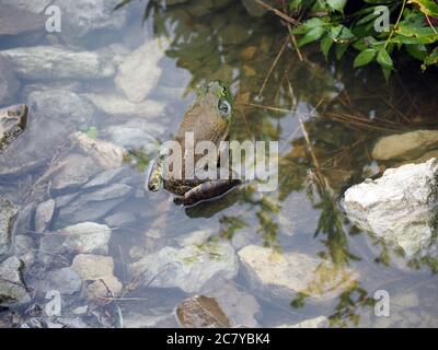 Primo piano di una rana americana seduta su rocce dentro un laghetto poco profondo Foto Stock
