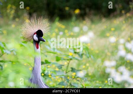 Gru coronata in un ritratto di schiarimento Foto Stock