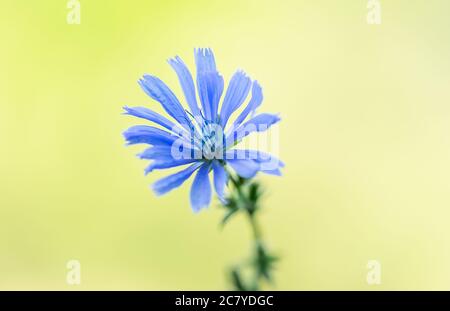 Il fiore blu della cicoria comune - Cichorium intybus - un fiore selvatico che cresce su un prato a Berlino durante l'estate, Germania, Europa Foto Stock