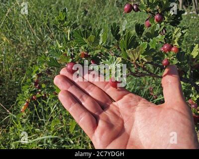 raccolta di frutti di uva spina maturi in giardino Foto Stock