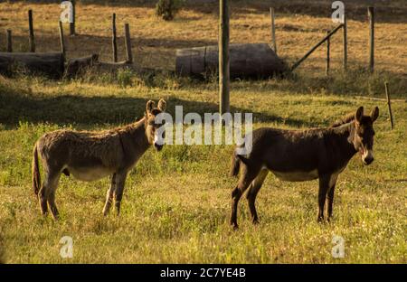 Asini che fissano la macchina fotografica in piedi nel pascolo Foto Stock