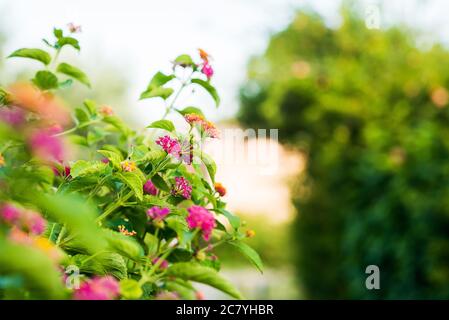 Fiore mediterraneo. Vista ravvicinata con sfondo sfocato. Superficie di colore verde brillante. Foto Stock