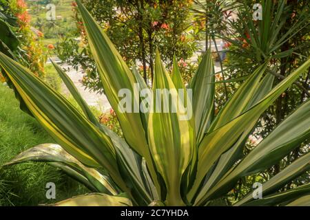 Foglie gialle e verdi Furcraea foetida. Bel fiore Mauritius-canapa. Piante a foglia appuntita, piante per decorare il giardino, botanica. Bellissima Foto Stock