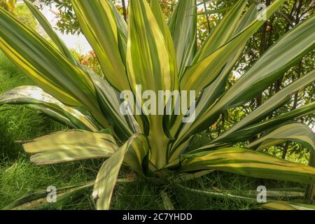 Foglie gialle e verdi Furcraea foetida. Bel fiore Mauritius-canapa. Piante a foglia appuntita, piante per decorare il giardino, botanica. Bellissima Foto Stock