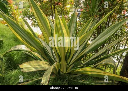 Foglie gialle e verdi Furcraea foetida. Bel fiore Mauritius-canapa. Piante a foglia appuntita, piante per decorare il giardino, botanica. Bellissima Foto Stock