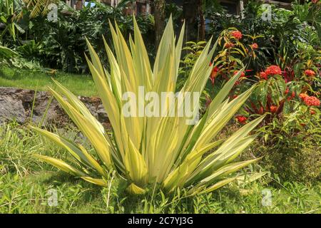 Foglie gialle e verdi Furcraea foetida. Bel fiore Mauritius-canapa. Piante a foglia appuntita, piante per decorare il giardino, botanica. Bellissima Foto Stock