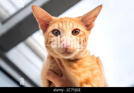 Ritratto di gatto rosso orientale con orecchie grandi, occhi chiari e naso lungo. Foto Stock