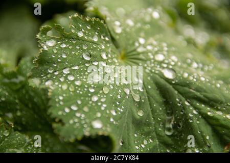 Lotos Effekt auf Pflanze in einem Garten Foto Stock