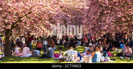 SCEAUX, FRANCIA - 20 APRILE 2019: Festa dei fiori di ciliegio. Festa Hanami nel parco Sceaux vicino a Parigi. Multiculturale persone pic-nic, relax, fare foto, Foto Stock