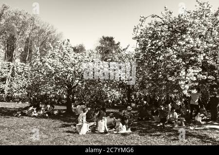 SCEAUX, FRANCIA - 20 APRILE 2019: Festa dei fiori di ciliegio. Festa Hanami nel parco Sceaux vicino a Parigi. Persone pic-nic, relax, fare foto, socializzare e Foto Stock