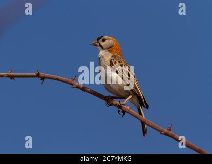 Il Weaver con facciata a Speckle è un piccolo membro della famiglia dei tessitori che si trova nelle aree boschive più secche dell'Africa orientale. Foto Stock