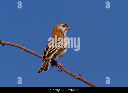 Il Weaver con facciata a Speckle è un piccolo membro della famiglia dei tessitori che si trova nelle aree boschive più secche dell'Africa orientale. Foto Stock