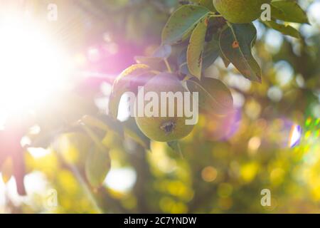 pera succosa su un albero con retroilluminazione dal sole. Foto Stock