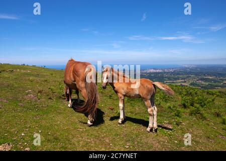 Pottok o Pottoka - pony semi-ferali in pericolo nei Pirenei baschi, in Francia, vicino al col d'Ibardin e le Lac de Xoldokogaina ou d'Ibardin . Foto Stock