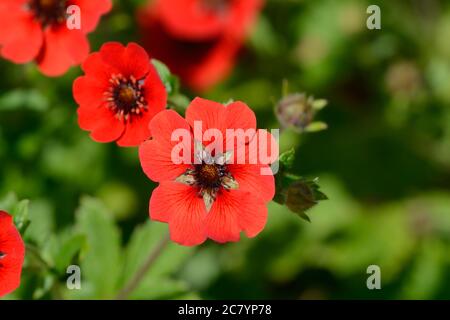 Potentilla Gibbons scarlatto cinqueolio fiore scarlatto chiaro occhi scuri fiori Foto Stock