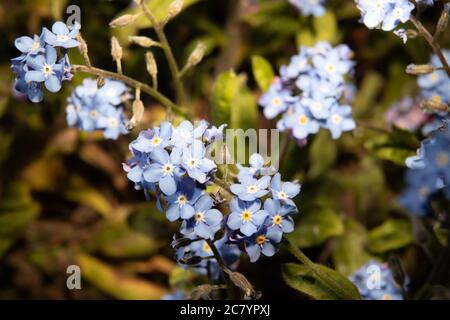 Forget Me i fiori di fior si avvicinano con gli elementi fuori fuoco Foto Stock