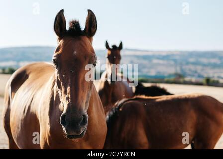 Gruppo di tre cavalli giovani del pascolo Foto Stock