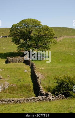 Lone albero e muretti di pietra a secco su una collina nel Distretto Inglese del Lago con pecore che riposano all'ombra sotto l'albero Foto Stock