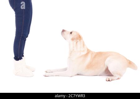 le gambe del cane e delle femmine che giacciono isolate su sfondo bianco Foto Stock