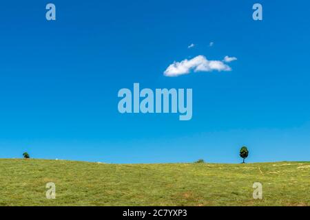 Classico scenario rurale nella campagna toscana delle aree interne, con alberi isolati contro il cielo blu con una singola nuvola bianca, Italia Foto Stock