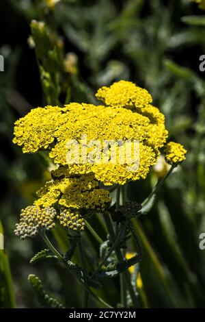 Simyrinchium striatum pale erba pallida occhi gialli fiore satinato. Foto Stock