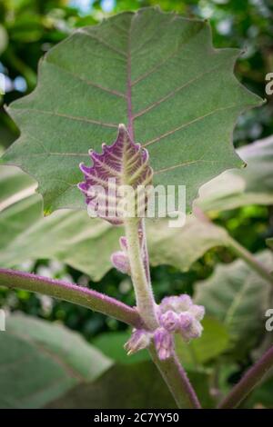 Nuova crescita delle foglie su una pianta litchi chinensis Lychee. Foto Stock