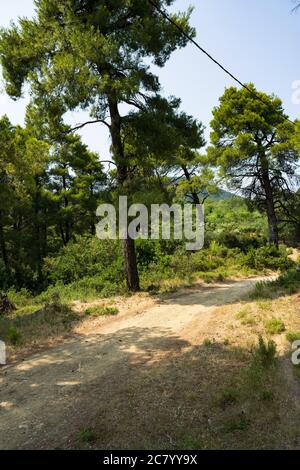 Una strada in ghiaia conduce attraverso la soleggiata pineta sull'isola mediterranea di Skopelos. Foto Stock