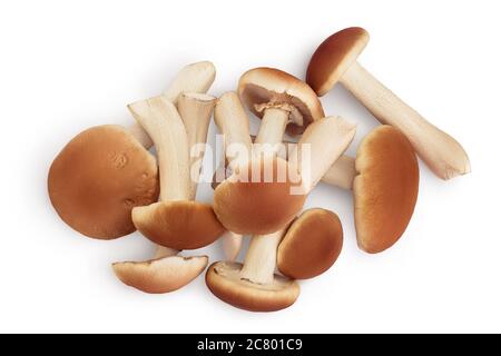 funghi al miele isolati su sfondo bianco con percorso di ritaglio. Vista dall'alto. Disposizione piatta. Foto Stock