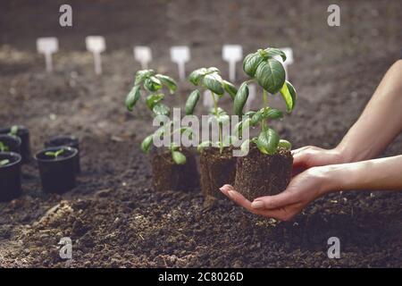 Donna sconosciuta sta tenendo una pianta di basilico verde germogliata dal suolo. Pronto per piantare. Eco-semina biologica. Luce solare, terra. Primo piano Foto Stock