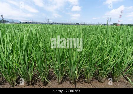 Linea Odakyu che passa attraverso accanto al campo di riso verde, la città di Isehara, la Prefettura di Kanagawa, Giappone. Foto Stock