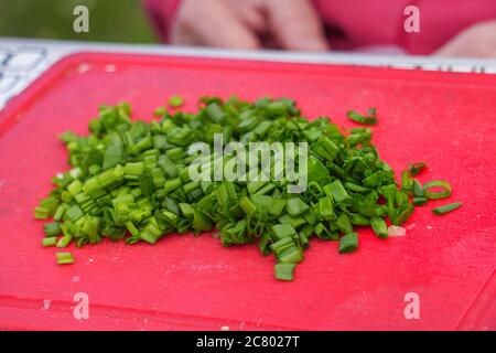Cipolle verdi tritate su una tagliere rossa. Messa a fuoco selettiva Foto Stock