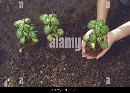 Mani di donne sconosciute stanno tenendo la pianta verde del basilico germogliando dal suolo. Pronto per piantare. Luce solare, terra. Primo piano, vista dall'alto Foto Stock