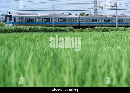 Linea Odakyu che passa attraverso accanto al campo di riso verde, la città di Isehara, la Prefettura di Kanagawa, Giappone. Foto Stock