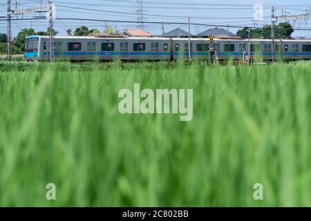 Linea Odakyu che passa attraverso accanto al campo di riso verde, la città di Isehara, la Prefettura di Kanagawa, Giappone. Foto Stock