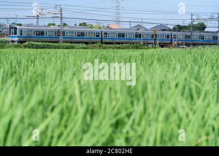 Linea Odakyu che passa attraverso accanto al campo di riso verde, la città di Isehara, la Prefettura di Kanagawa, Giappone. Foto Stock