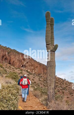 I visitatori possono fare escursioni a piedi nella residenza di Upper Cliff al Tonto National Monument, nelle Superstition Mountains, nel deserto di sonora, in Arizona, USA Foto Stock