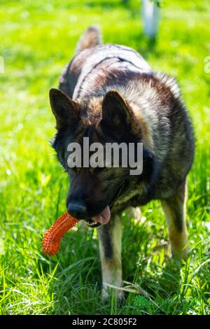 Colpo verticale di un cane di pastore tedesco che mordicchiava la sua zampa giocattolo Foto Stock