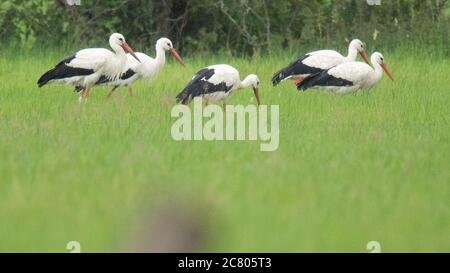 Hannover, Germania. 20 luglio 2020. Cinque cicogne cercano cibo su un prato nella riserva naturale Alte Leine nella regione di Hannover. Credit: Julian Stratenschulte/dpa/Alamy Live News Foto Stock