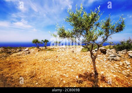 Ulivi giovani vicino Porto Roxa sull'isola di Zante, Grecia Foto Stock
