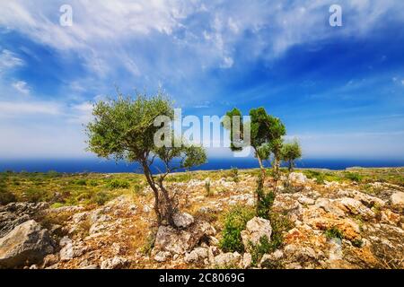 Ulivi giovani vicino Porto Roxa sull'isola di Zante, Grecia Foto Stock