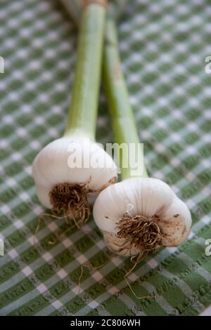 Due bulbi di aglio appena raccolti giacenti su un piccolo panno controllato Foto Stock