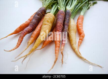 Primo piano di un mazzo di carote storiche appena raccolte su un terreno bianco Foto Stock